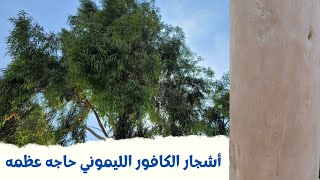 من أجمل أنواع الكافور  اشجار الكافور الليموني Eucalyptus Citriodora [upl. by Darnell724]