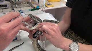 Snake egg removal with Dr Josh Llinas  K Brothers Pythons ep23 [upl. by Tisman]