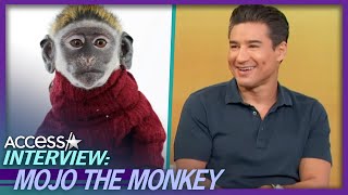 Mario Lopez Impressed By TikTok Star Mojo The Monkey’s Mullet [upl. by Danczyk511]