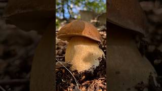 NONNO ma che PORCINO ENORME 😱😍porcini funghi funghiporcini boletus boletusedulis fungo [upl. by Harobed]