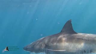 Prey intestines coming out of a white sharks gills [upl. by Filberto]