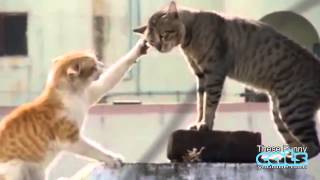 Kampf Katzen Video  Lustige Katzen Videos  Katzenkampf Epischer [upl. by Delmor]