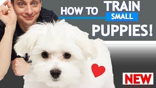 How To Train Small Puppies [upl. by Yellek]