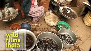 Live crawling and writhing food market in Nagaland India [upl. by Garwin]