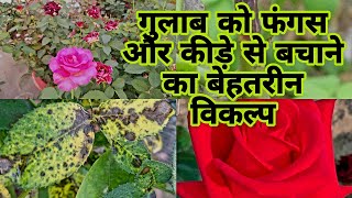 क्या गुलाब की पत्तियों में काले धब्बे छेद या सिकुड़ रही हैं क्या करें  How to cure Disease in Rose [upl. by Lore]