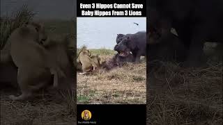 Baby Hippo Vs 3 Lions shorts [upl. by Leind920]