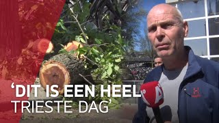 Honderd jaar oude bomen bij CS geveld door boomziekte [upl. by Ettenuj]