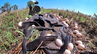 best hand fishing a fisherman catch a lot of catfish and pick duck eggs in pond in rice field [upl. by Roose]