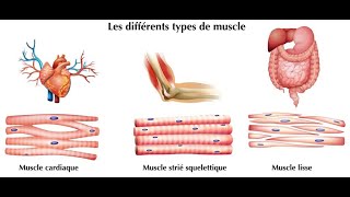 Les tissus généralité [upl. by Muir369]