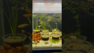 Zebrafish ✨subscribe for more updates 😇 foryou dhaka aquariumbd aquarium shorts short sylhet [upl. by Phionna]