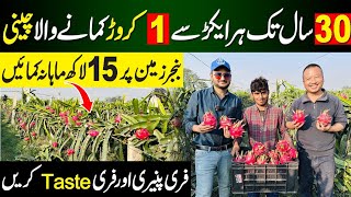 Dragon Fruit Farming In Pakistan  How to start Dragon Fruit Farming  Dragon Fruit benefits [upl. by Ahsenwahs]