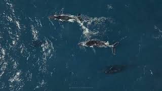 Whales amp Dolphins Playing Together  4K Wildlife Footage [upl. by Odnomor]