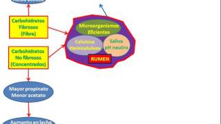 Carbohidratos en rumiantes [upl. by Klemm]