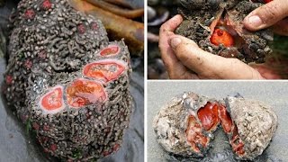 Pyura Chilensis Sea Creature Looks Like quotGrey Stonequot But Inside A Delicacy in Chile [upl. by Laurentium]