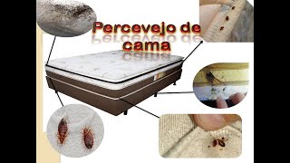 Percevejo de Cama Como eliminar [upl. by Mikol598]