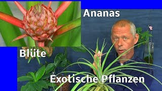 Exotische Pflanzen Ananas Sternfrucht Affenbrotbaum und mehr in der Anzucht im Haus es geht weiter [upl. by Ricarda]