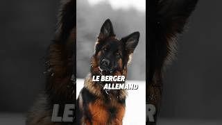 Le Berger Allemand shorts bergerallemand animaux [upl. by Attener]