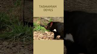 Tasmanian Devil shorts funny [upl. by Publias]