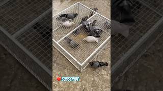 How to catch Birds  Cage  Birds Catching  Pigeons KhokharPigeonsClub [upl. by Estrin]