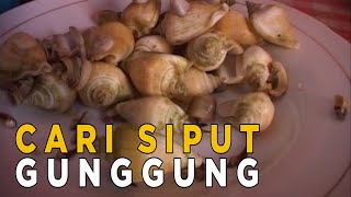 Siput Gung gung banyak dicari karena rasanya yang lezat  SISI LAIN [upl. by Tezile]