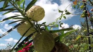 Asclepias fruticosa syn Gomphocarpus fruticosus [upl. by Mackler]