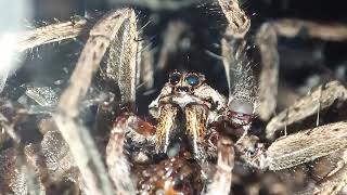 Wolf Spider Eats a Cricket [upl. by Regnig]