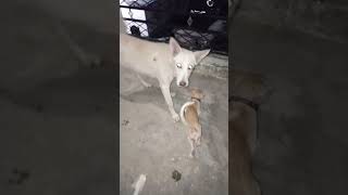 Cute Cat Munu n Ginni ki masti [upl. by Amleht]