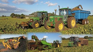 Classic sugar beet harvesting with Standen Turbobeet Mk3 John Deere 6400 6420S 3140 2040 and 1140 [upl. by Sonstrom]