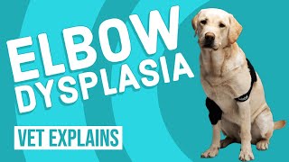 Elbow Dysplasia in Dogs [upl. by Simetra]