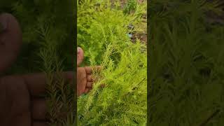 Golden bottlebrush and Weeping bottlebrush  Melaleuca viminalis and Melaleuca bracteata plantation [upl. by Mario]