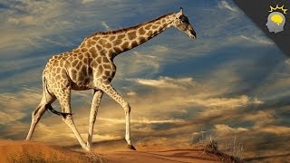 5 Amazing Giraffe Facts  Science on the Web 51 [upl. by Fin]