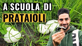 PRATAIOLI o CHAMPIGNON DOVE CERCARLI e COME RICONOSCERLI [upl. by Aynek]