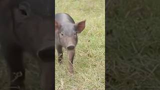 Cute piglets shorts animal pig pigsound [upl. by Akienom612]