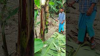 Banana tree cutting scene Ep 1208 shorts viral trending [upl. by Amarillis]