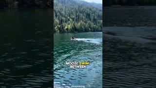 Orcas Hunting Moose An Unbelievable Yet True Phenomenon [upl. by Buehler461]