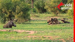 JAVALI DESAFIA CÃES SELVAGENS  VIDA ANIMAL [upl. by Aber178]