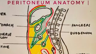 Peritoneum anatomy  med tutorials [upl. by Ellehsim]