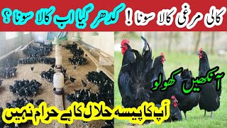 Australorp Farming in Pakistan Australorp Chick rate decrease from 140 to Only 40 Ruppee in Market [upl. by Nnylyar]