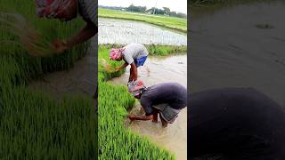 Amazing Farmers Uprooting Paddy Seedlings shorts [upl. by Kurth404]