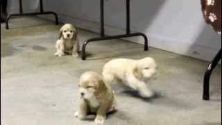 Cocker Spaniel Puppies For Sale [upl. by Mathews]