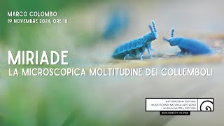 MIRIADE la microscopica moltitudine dei collemboli [upl. by Nyvek]