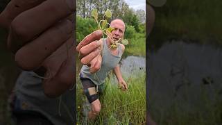 Introducing Frogbit to the pond hydrocharis ponds watergarden permaculture adventure [upl. by Eliam]