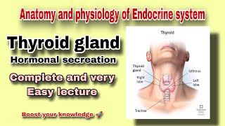 Thyroid gland and its Hormonal secreation  T3 and T4 Explain  ByAbuBakar Med Plus [upl. by Misaq]