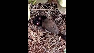 redwhiskered bulbul [upl. by Helsell584]