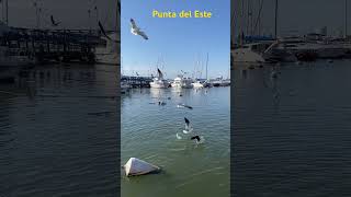 montevideo turismouruguay travel pazytranquilidad uruguay turismo uruguaynatural nature [upl. by Anitel]