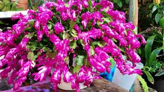 ThanksgivingChristmas amp Easter Cactus  Bloom Encouragement [upl. by Nicolas290]