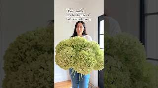 🌸 How to dry hydrangeas the easy way hydrangeas hydrangea gardening [upl. by Enirroc]