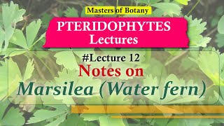 Lecture 12  Marsilea Water fern Life Cycle  Pteridophyta Lecture Notes [upl. by Dahaf573]