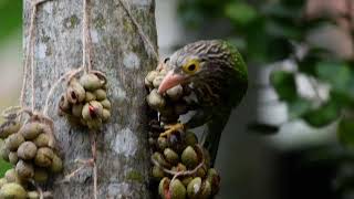 Lineated Barbet দাগী বসন্তবৌরি [upl. by Wickman788]