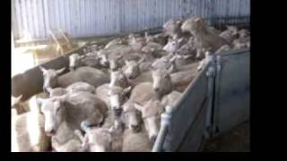 Australian Kelpie on Sheep wwwburradooranchcom [upl. by Constantin]